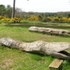 Maulden Woods