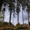 Maulden Woods