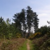 Maulden Woods