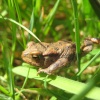 Tiny little toad hiding in the grass in Maulden Woods