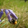 Bee on bluebell