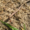 Ant