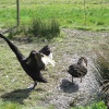 Black Swan at the Washington Wetlands Centre.