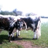English Longhorn Cattle