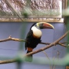 The Jungle Zoo, Cleethorpes, Lincolnshire