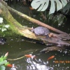 The Jungle Zoo, Cleethorpes, Lincolnshire