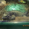 The Jungle Zoo, Cleethorpes, Lincolnshire