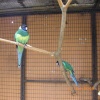 The Jungle Zoo, Cleethorpes, Lincolnshire