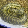 The Jungle Zoo, Cleethorpes, Lincolnshire