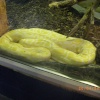The Jungle Zoo, Cleethorpes, Lincolnshire