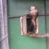 The Jungle Zoo, Cleethorpes, Lincolnshire