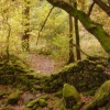 Mossy Wall on the banks of Thirlmere