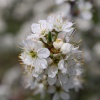 Hawthorn blossom