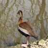 Slimbridge in April