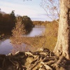 Tree roots