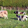 Shillingstone in Dorset