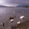 Swans