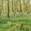 Bluebell wood at Lanhydrock