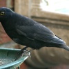 Blackbird in my garden.