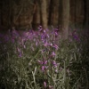 bluebells