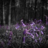 bluebells in a dark forest