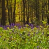 bluebell woods