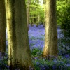 Staffhurst wood, Merle Common