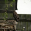 Young blackbird