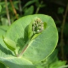 Honeysuckle buds about to flower
