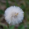 Dandelion Clock