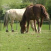 Horses in Maulden Woods