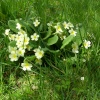 Wild primroses in Maulden Woods