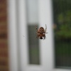 Insy winsy spider