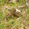 Speckled Wood butterfly, near Mursley, Bucks