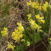 Cowslips on the old Oxford-Cambridge railway line at Mursley, Bucks