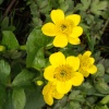 Marsh Marigolds, Winston, County Durham