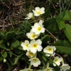 Primroses, Winston, County Durham