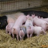 Pigs, Chatsworth Farmyard & Adventure Playground