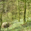 Bluebells growing in Lydford Gorge, Devon