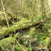 Fallen trees and moss at Lydford Gorge, Devon