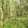 Bluebell wood at Mount Edgcumbe country park