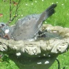 A Wood Pigeon in a Gravesend Garden.
