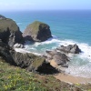 Birdsfoot Trefoil grows on the cliffs at Bedruthan Steps, Cornwall