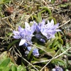 Delicate spring squill carpets the cliff top on Park Head, near Bedruthan Steps, Cornwall
