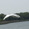 Swan in flight at New Holland