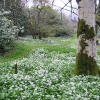 Wild garlic growing the grounds of Caerhays Castle
