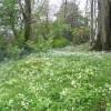 Wild garlic and primroses in Caerhays Castle gardens, Cornwall