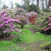 Azaleas flowering in Caerhays Castle gardens, Cornwall