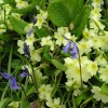 Primroses and bluebells flowering in Caerhays Castle gardens, Cornwall