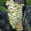 Fungi in Melton Woods